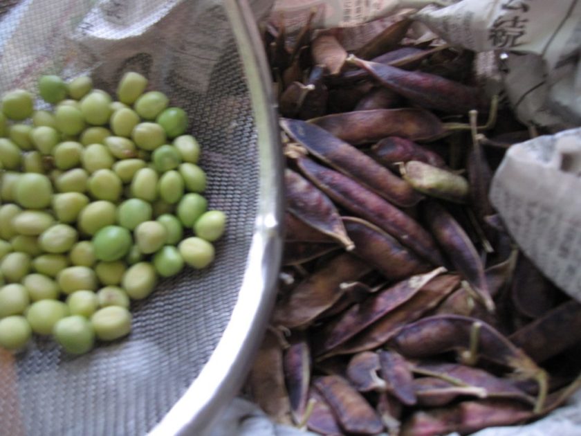 おじいちゃんの愛情たっぷり。お豆さん。