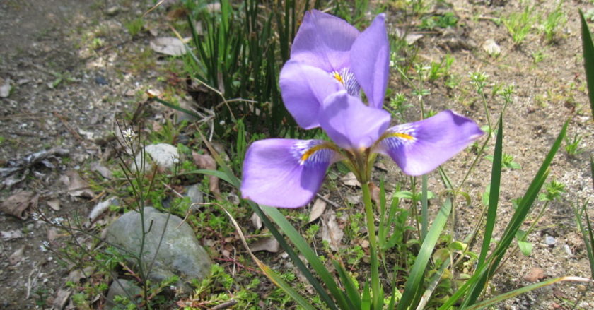 暖かくなってから、寒アヤメ！（笑）