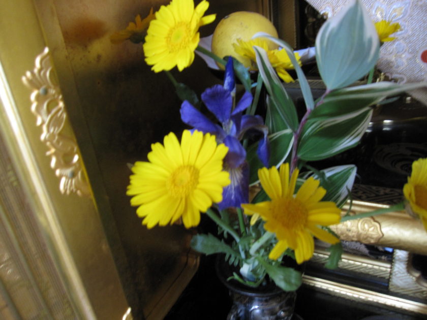 キレイな花だよね～？