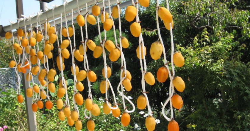 ほったらかしの畑より（笑）