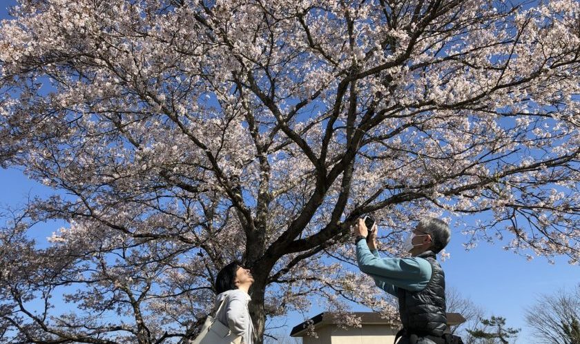 もう一回お花見！！