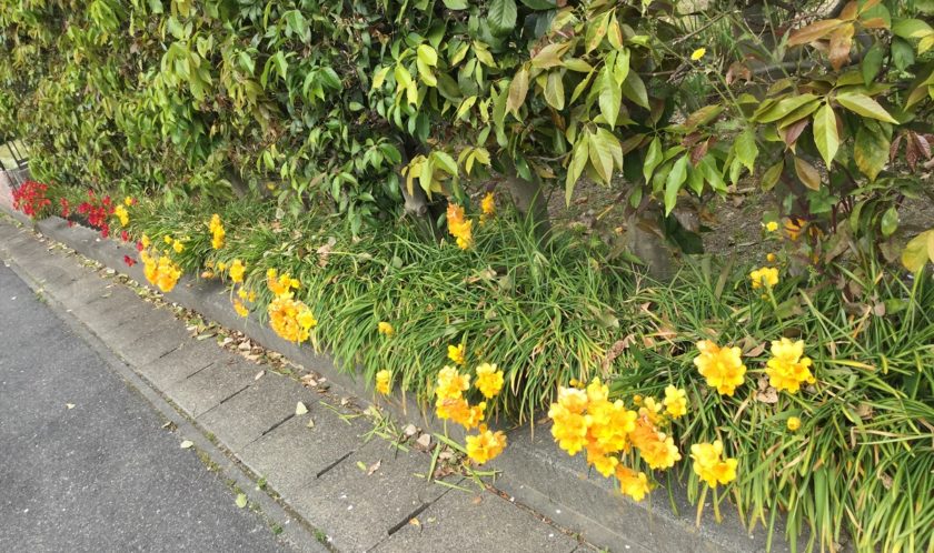 今年は有効活用できた＼(^o^)／