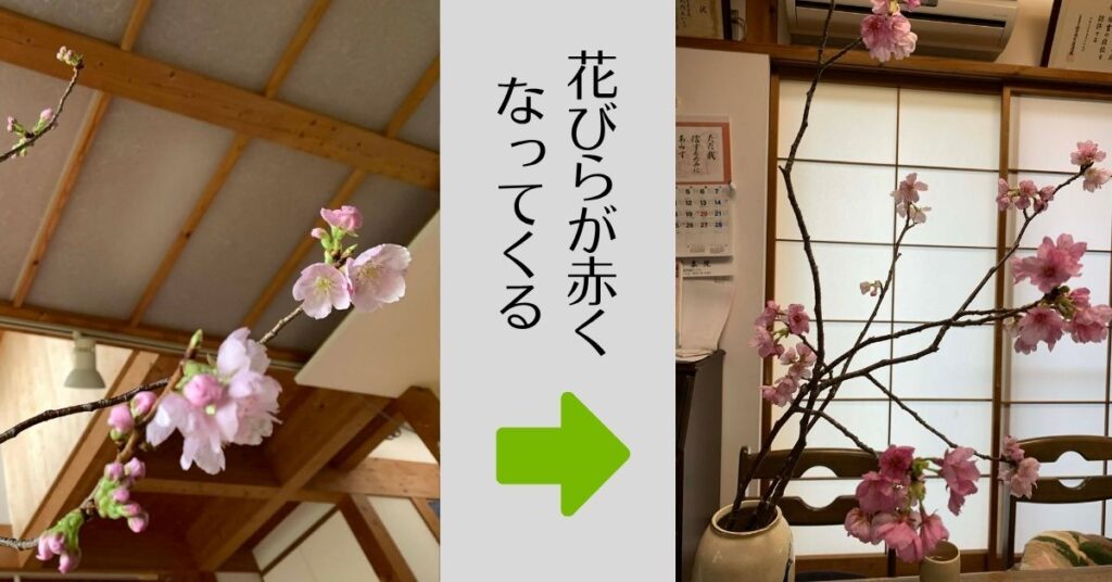 桜は散り際に「濃く」なる。私のメソッドも「真逆」でした。