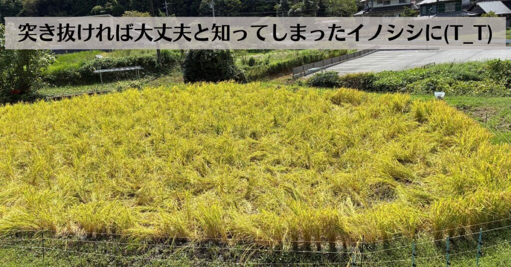 イノシシの悲劇と、大根12通りの実験（と、秋のサミットのお話）